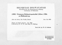 Uromyces hedysari-paniculati image